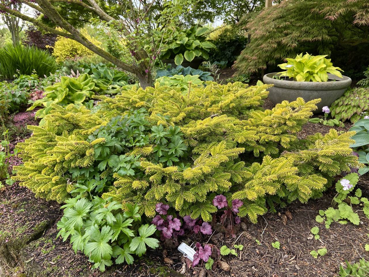 Abies nordmanniana Golden Spreader evergreen conifer gold 